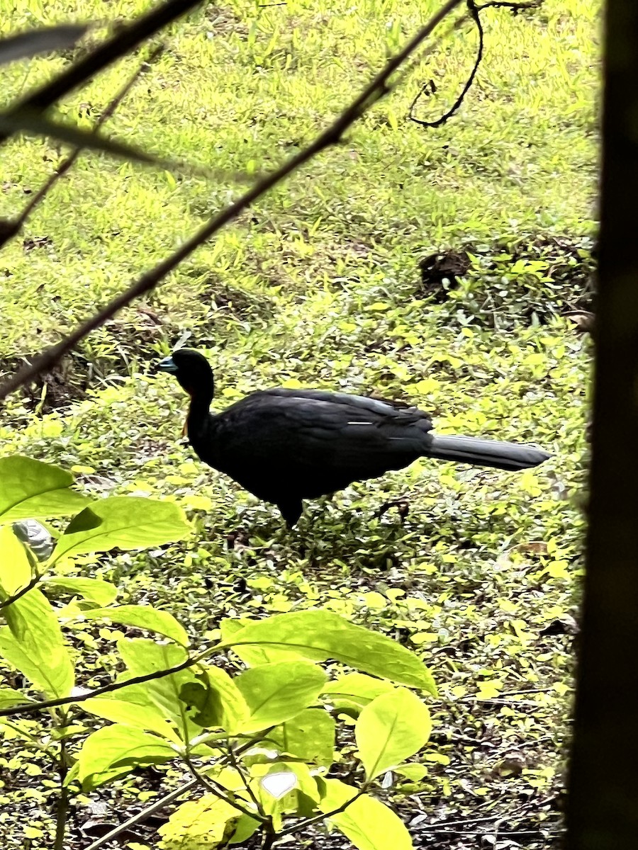 Wattled Guan - ML640876513