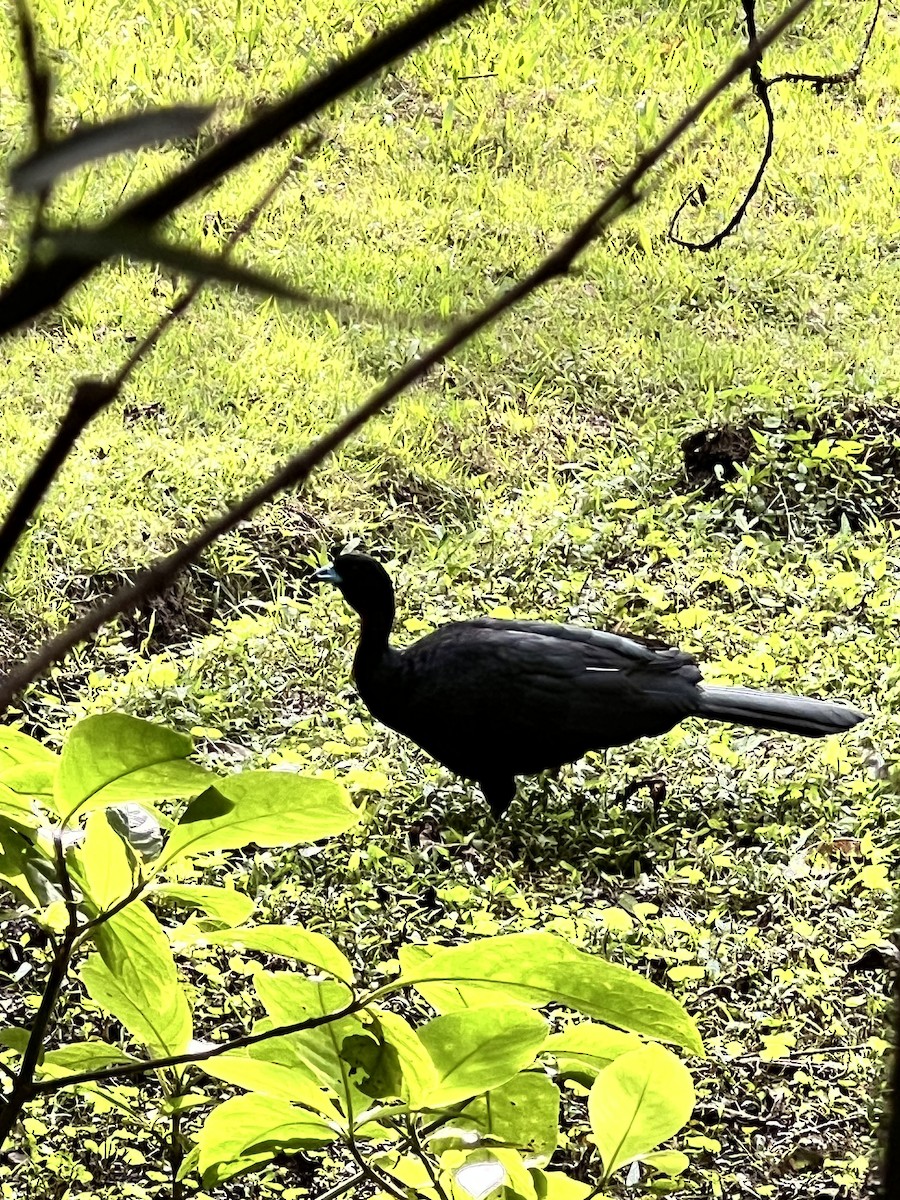 Wattled Guan - ML640876514