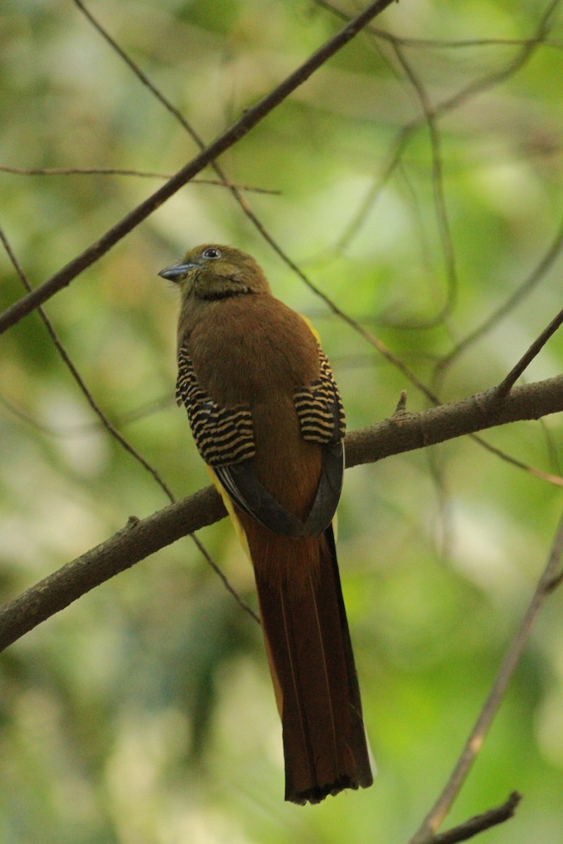 Orange-breasted Trogon (Spice) - ML640876544