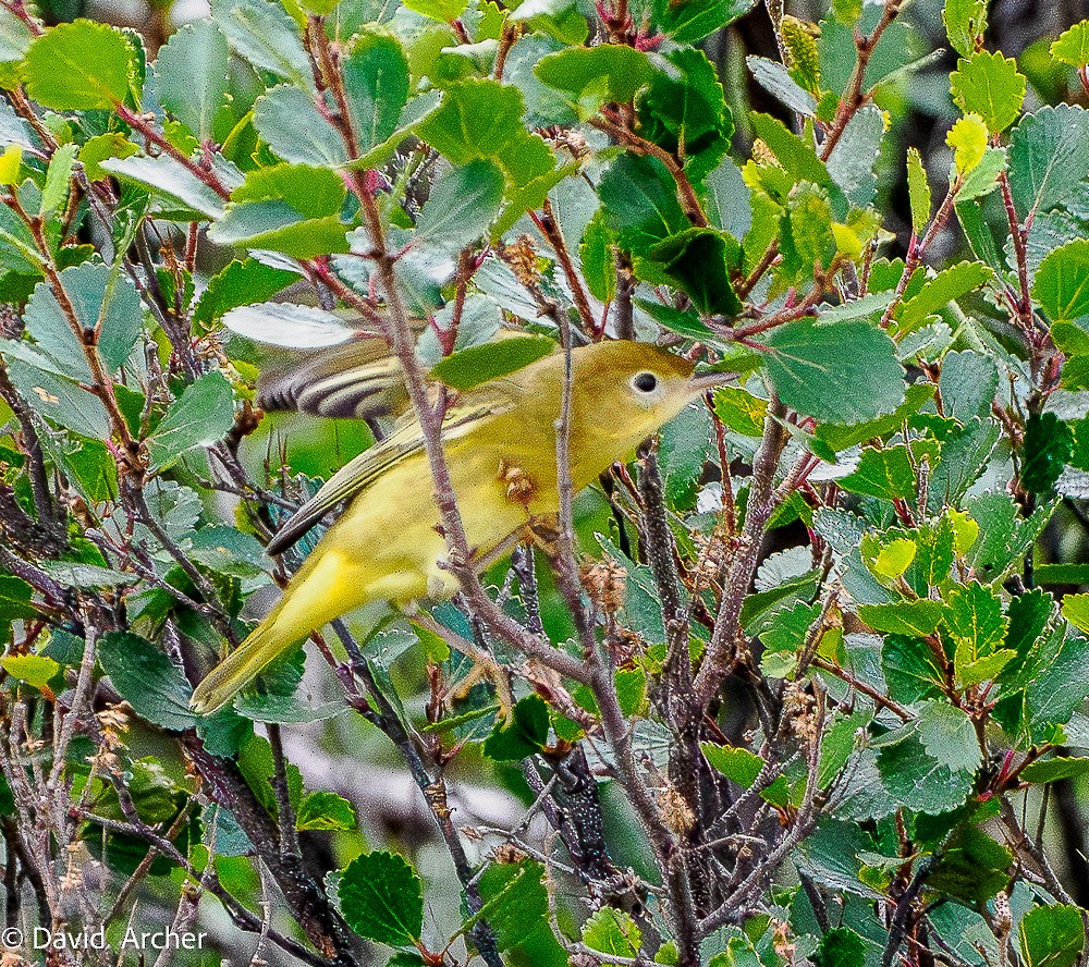 Northern Yellow Warbler - ML640876550