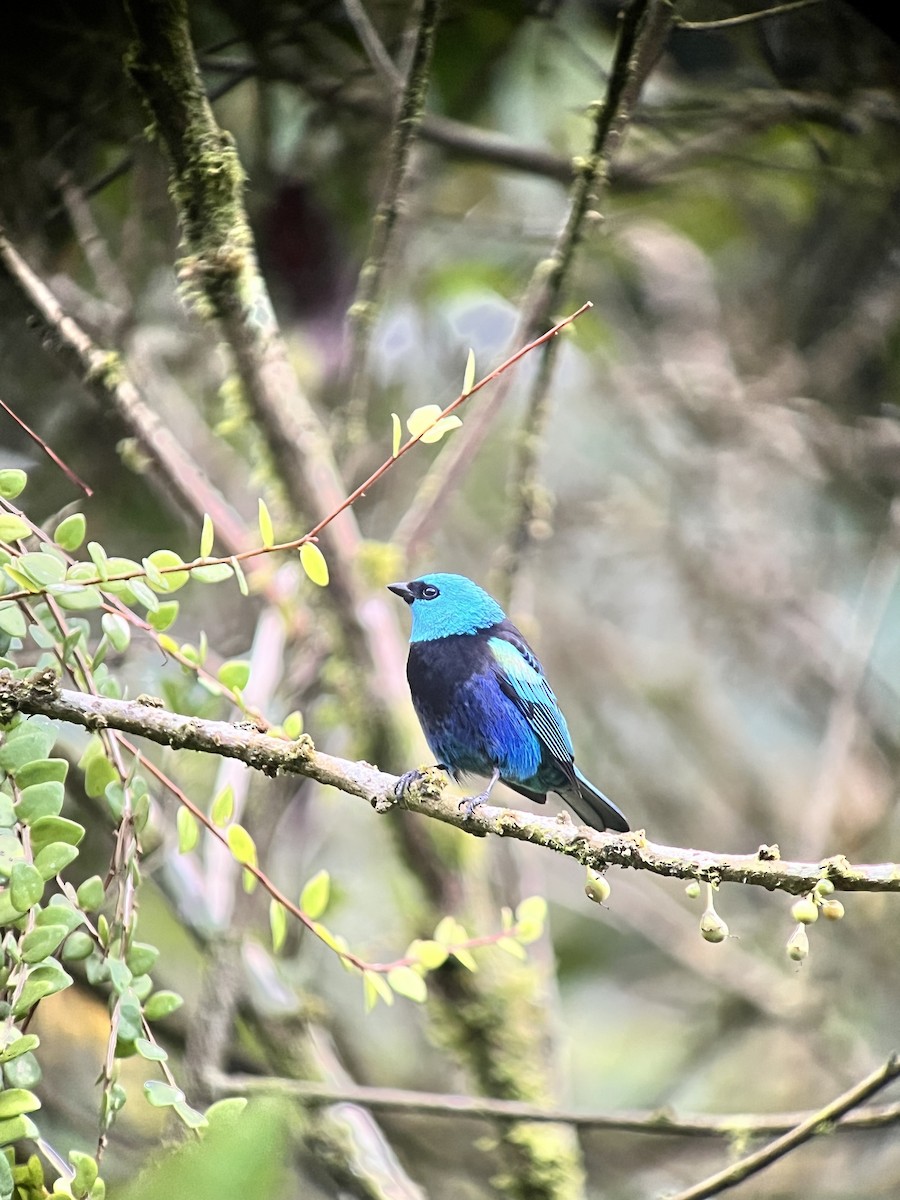 Calliste à cou bleu - ML640876583