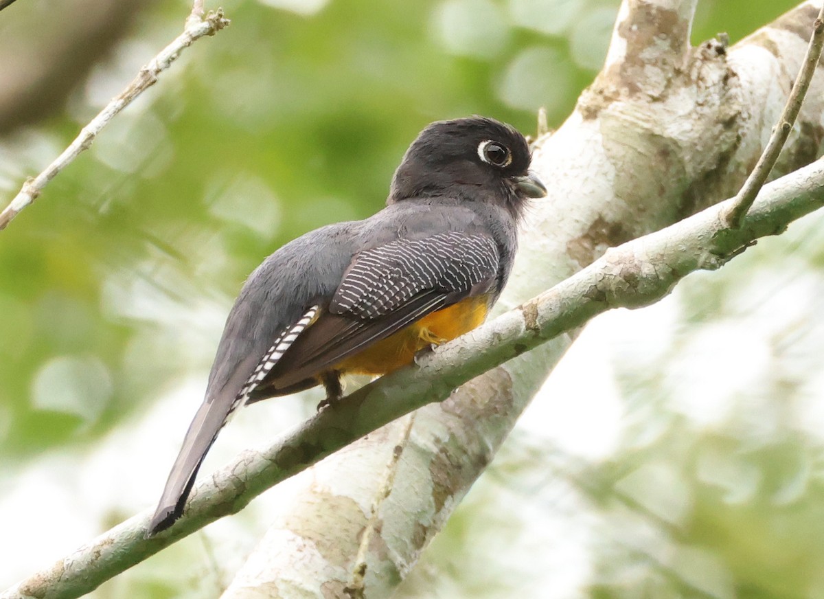 Gartered Trogon - ML640876673