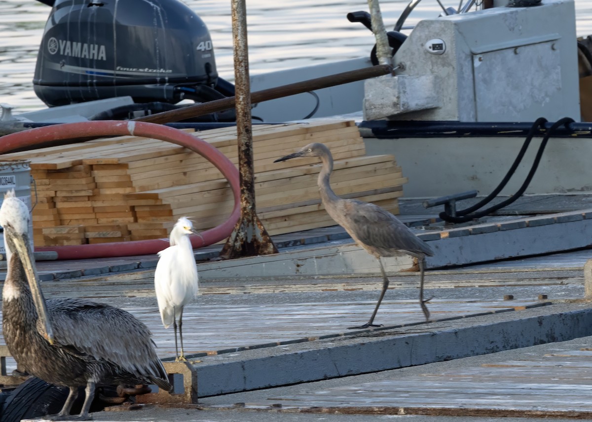 volavka červenavá - ML640876695