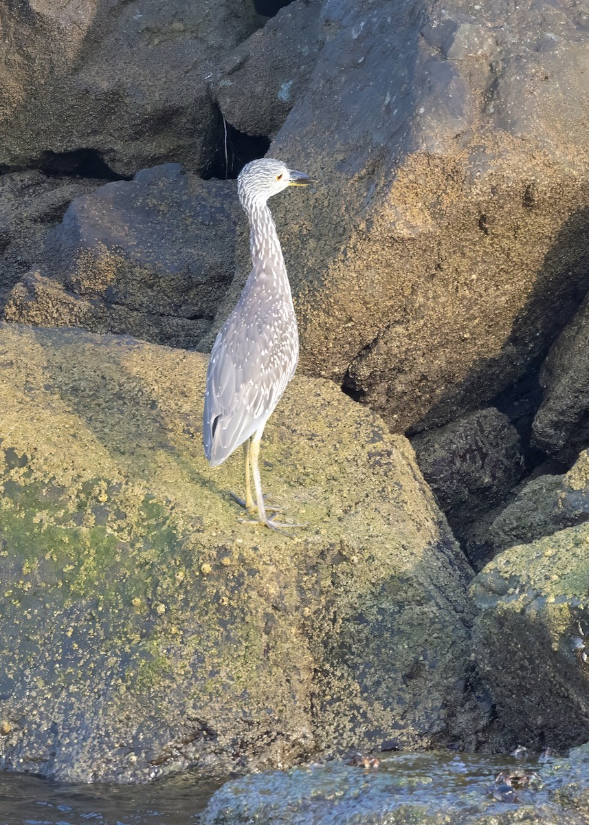 kvakoš žlutočelý - ML640876699