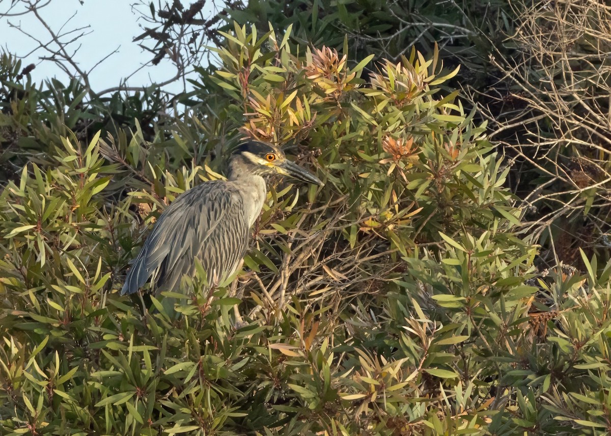 kvakoš žlutočelý - ML640876703