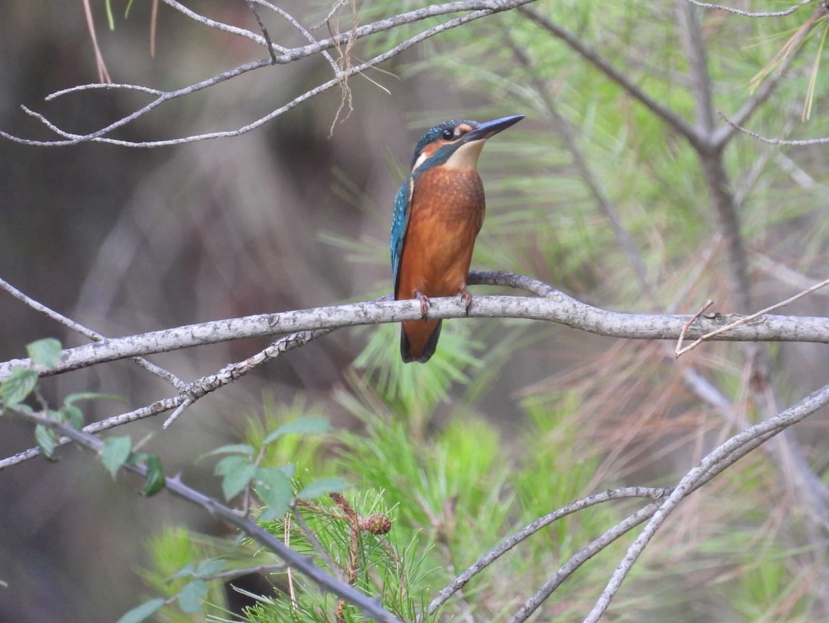 Common Kingfisher - ML640876724