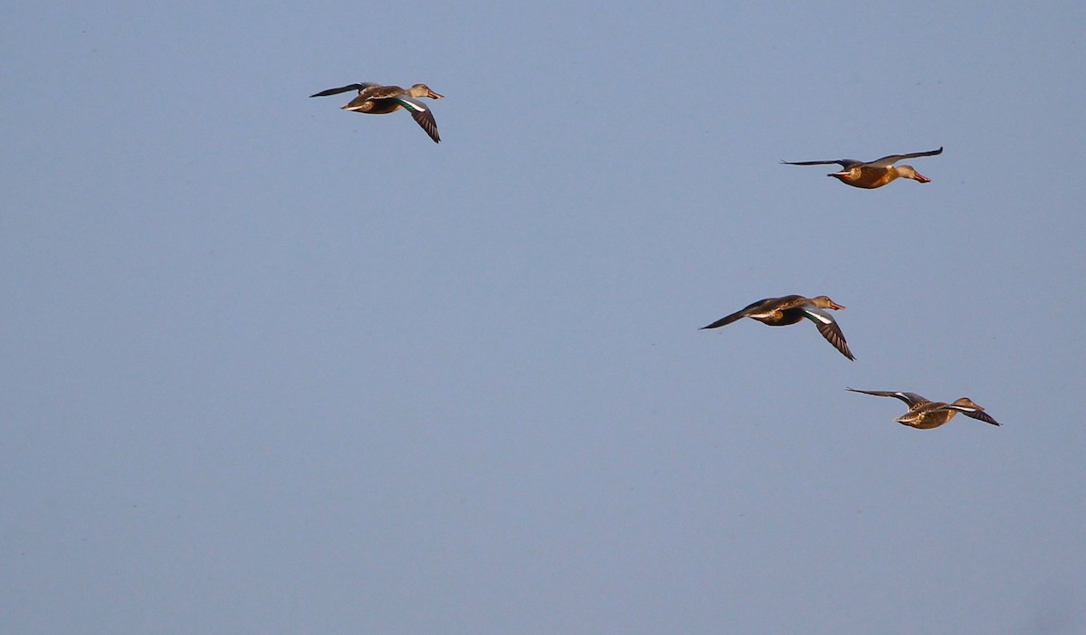 Халбага нугас - ML640876781