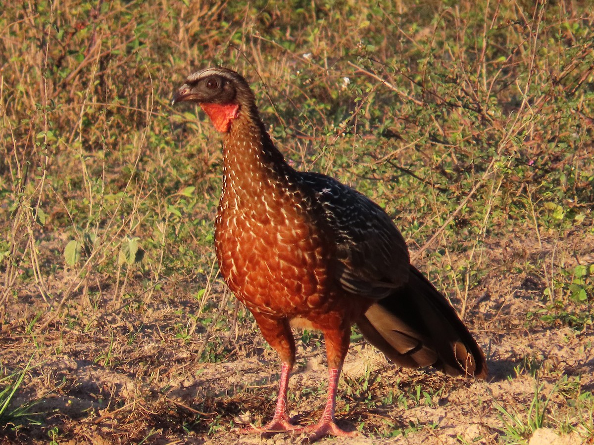 Kızıl Karınlı Guan - ML640876823