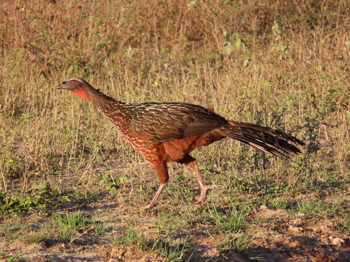 Kızıl Karınlı Guan - ML640876824