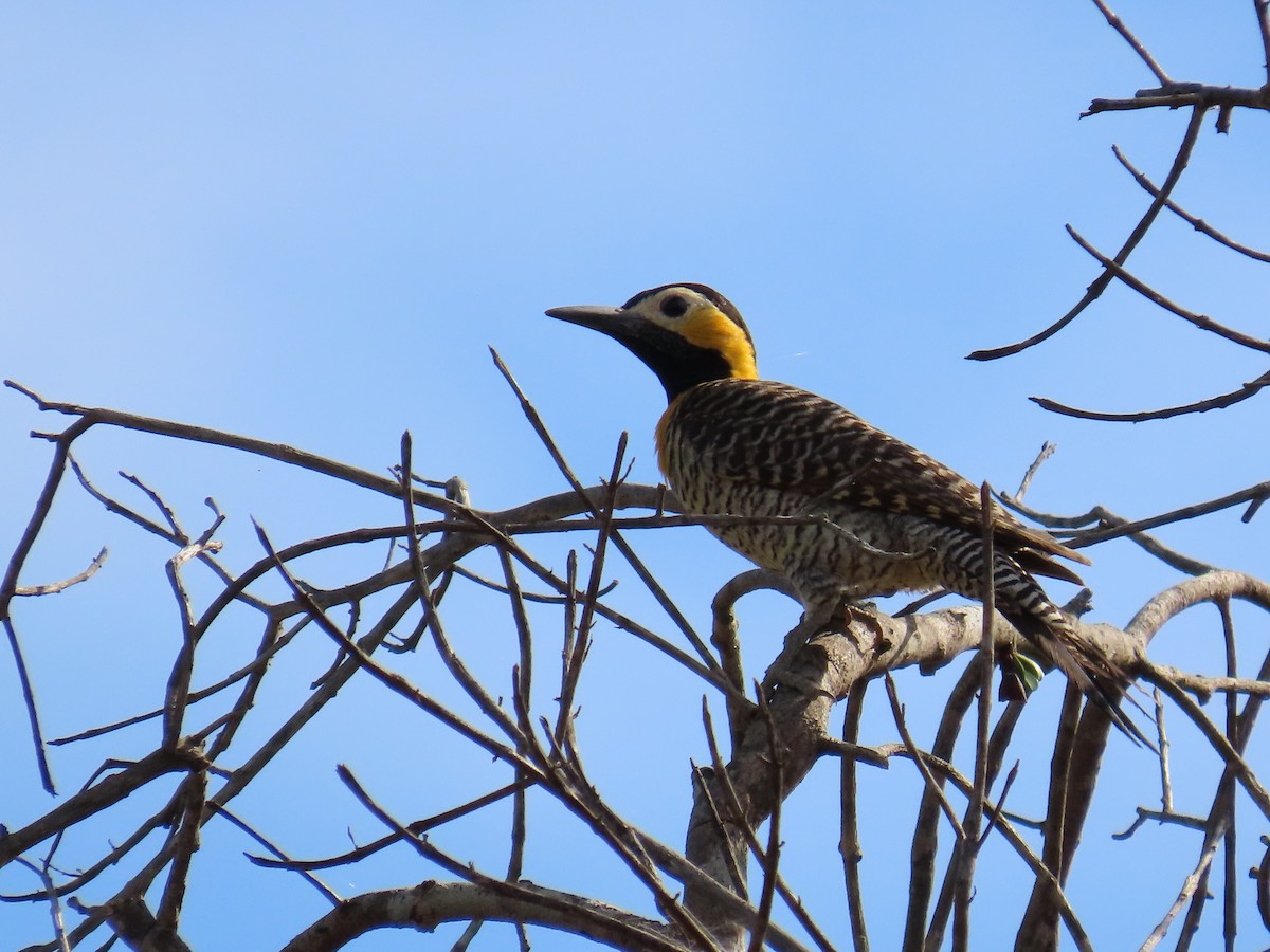Campo Flicker - ML640876899