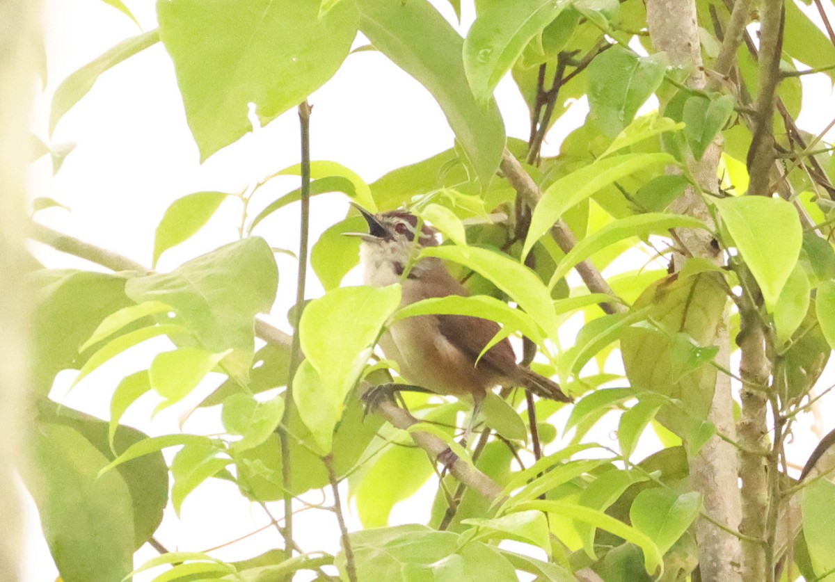 Isthmian Wren - ML640876938