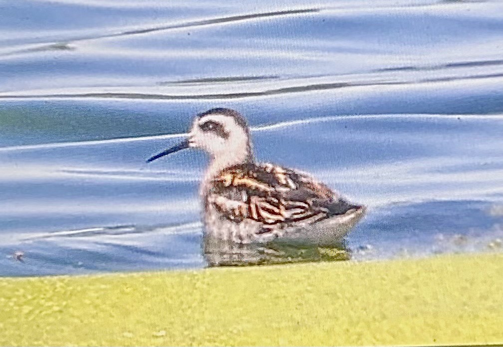 Odinshühnchen - ML640877049