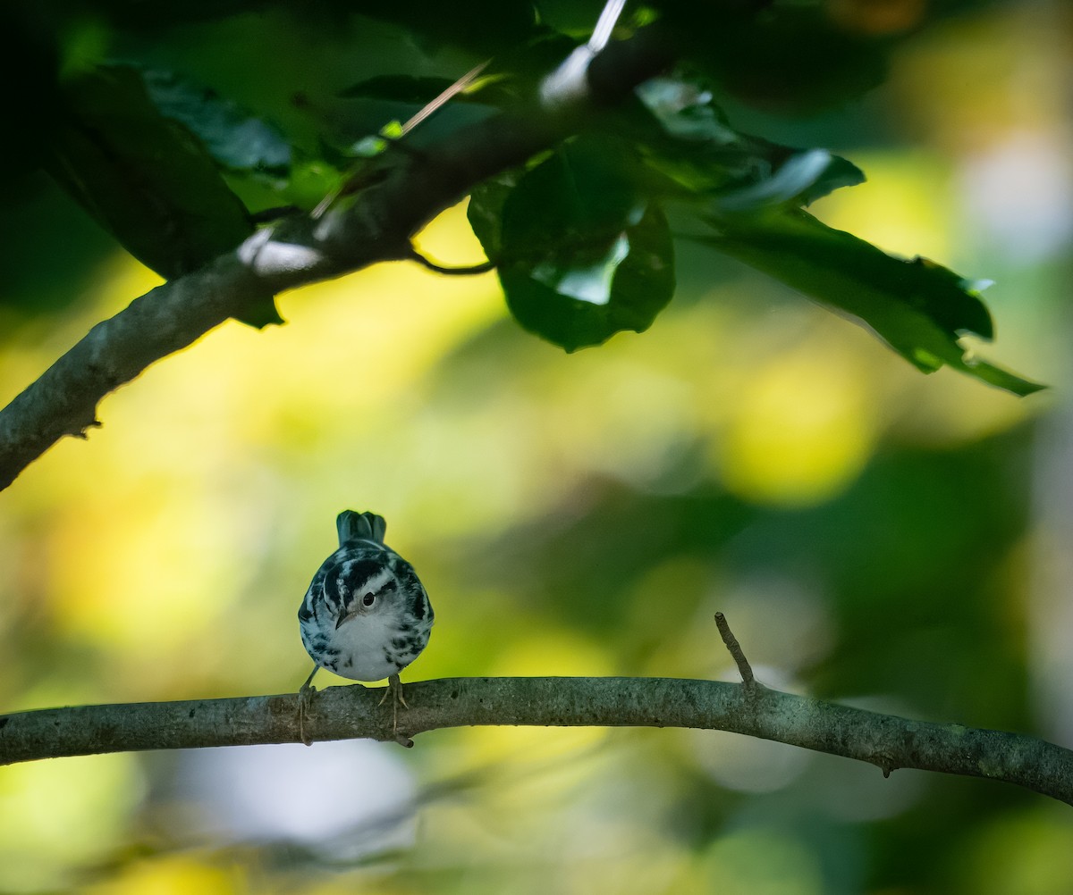 Black-and-white Warbler - ML640877185