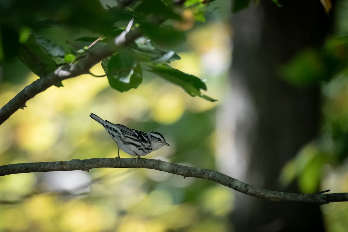 Black-and-white Warbler - ML640877186