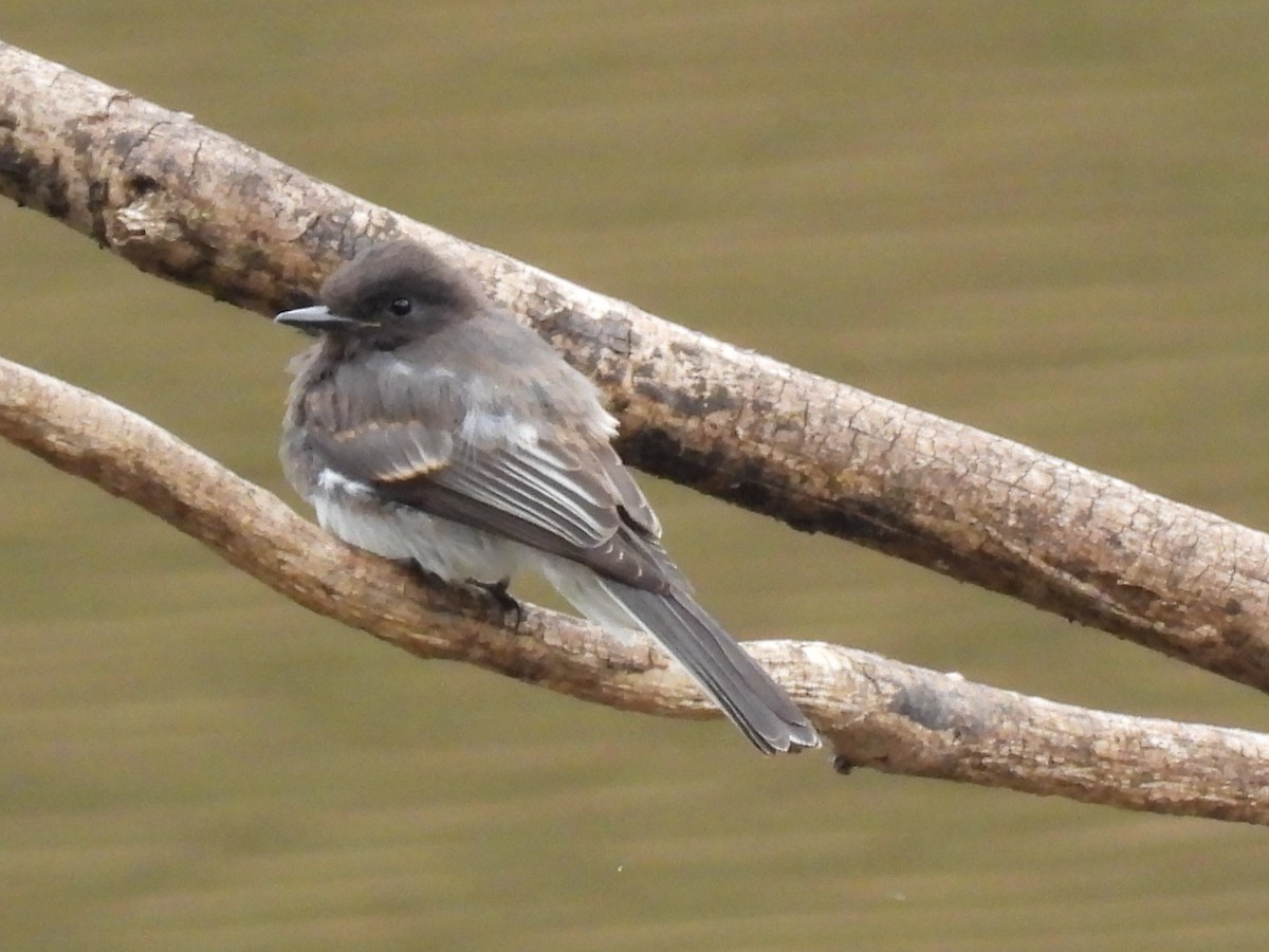 Black Phoebe (Northern) - ML640877203