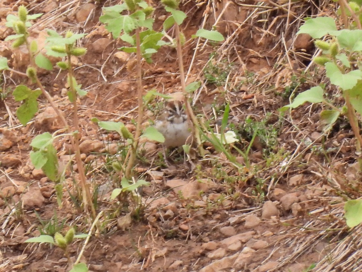 Lark Sparrow - ML640877212