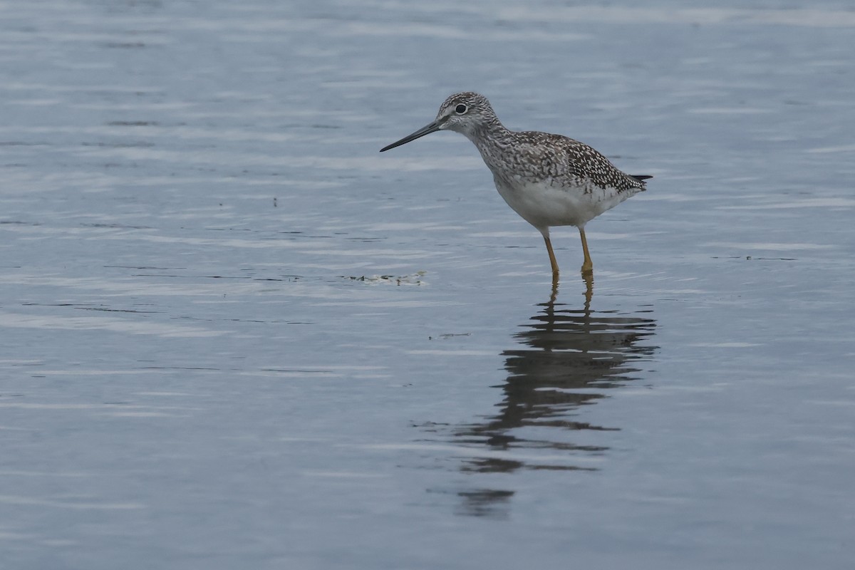 Greater Yellowlegs - ML640877215