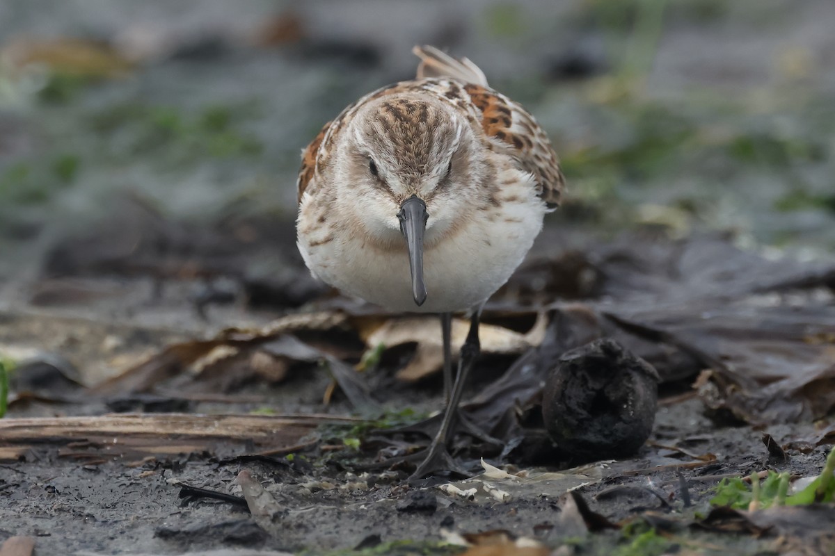 Western Sandpiper - ML640877241