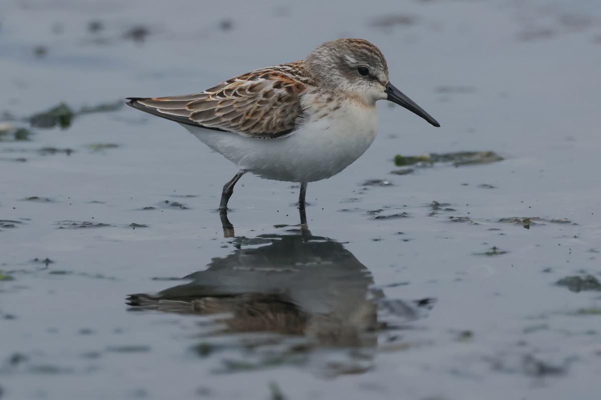 Western Sandpiper - ML640877242