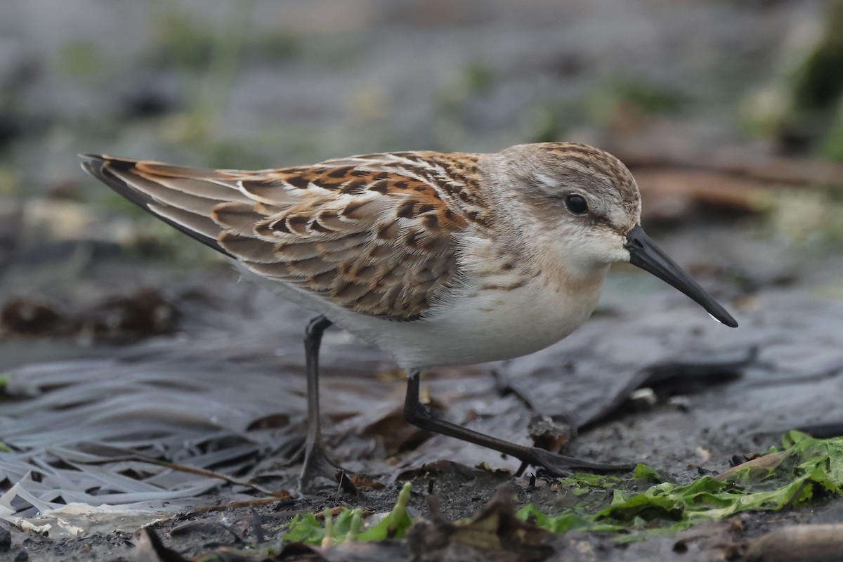 Western Sandpiper - ML640877244