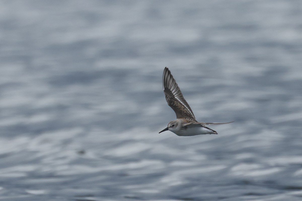 Western Sandpiper - ML640877245