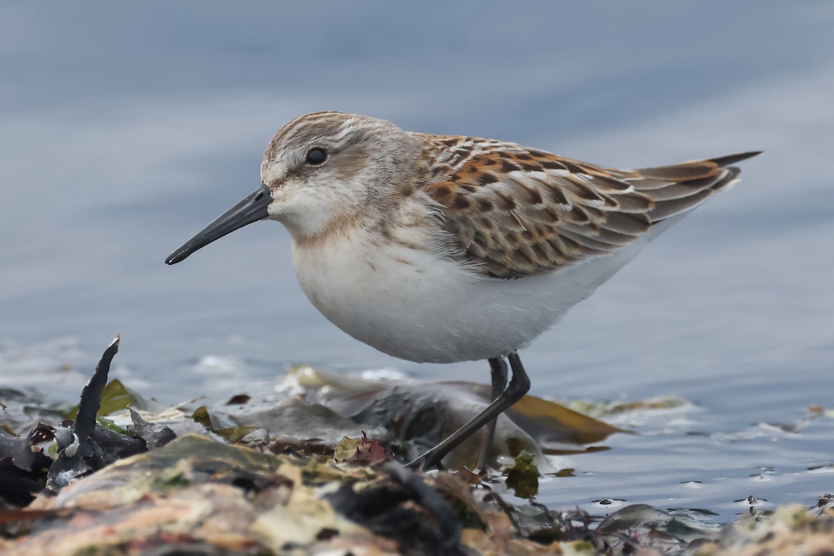 Western Sandpiper - ML640877246