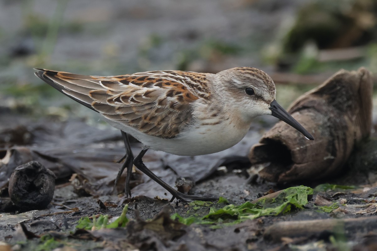 Western Sandpiper - ML640877247