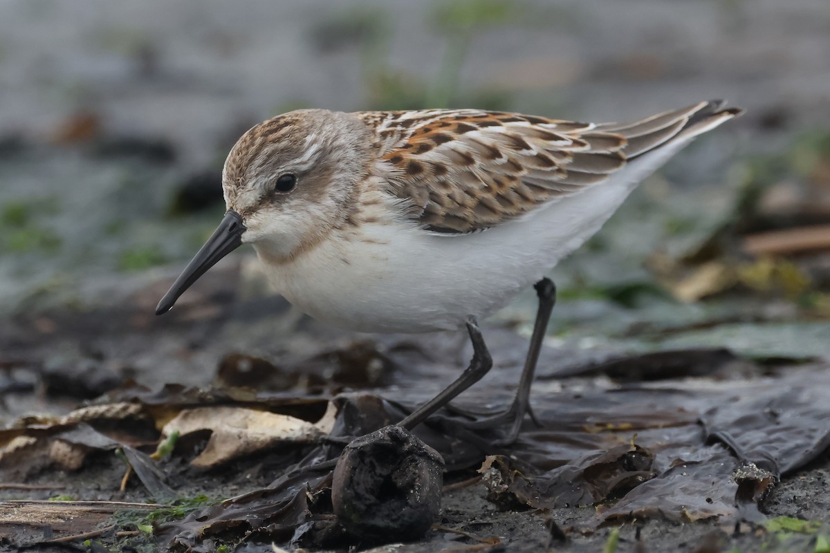 Western Sandpiper - ML640877248