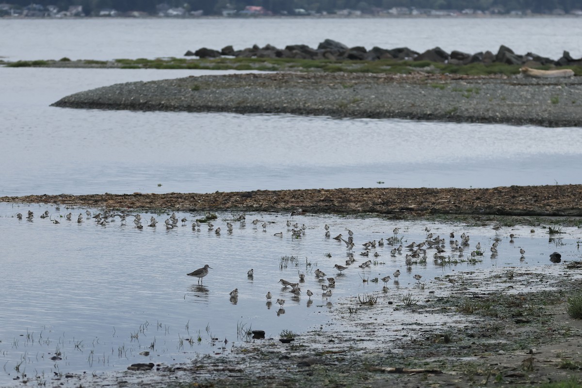Western Sandpiper - ML640877249