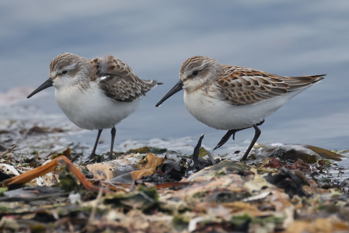 Western Sandpiper - ML640877252