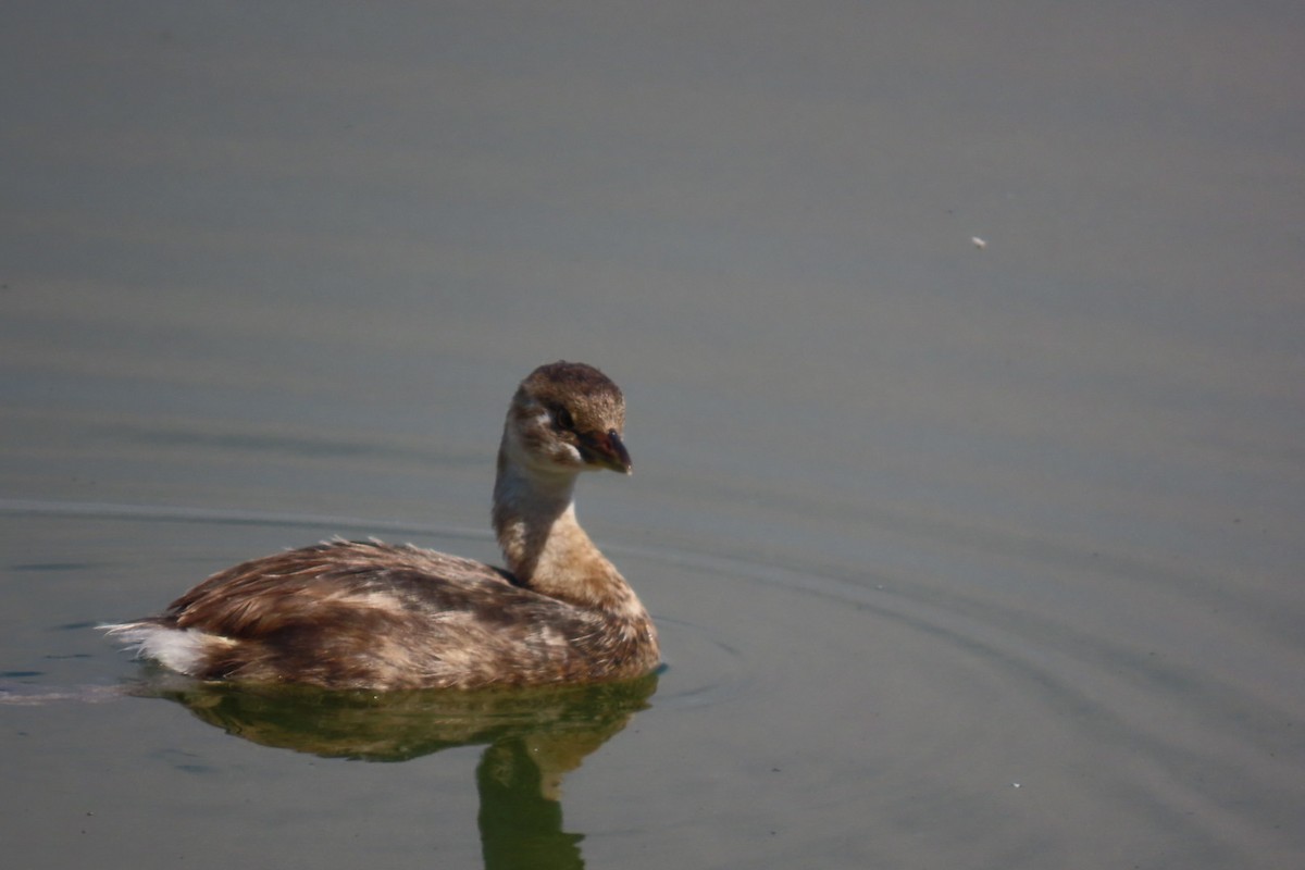 Pied-billed Grebe - ML640877281