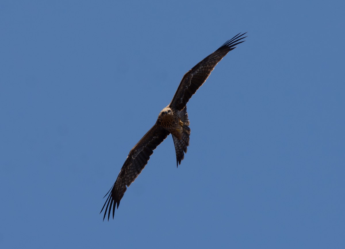 Black Kite - ML640877307