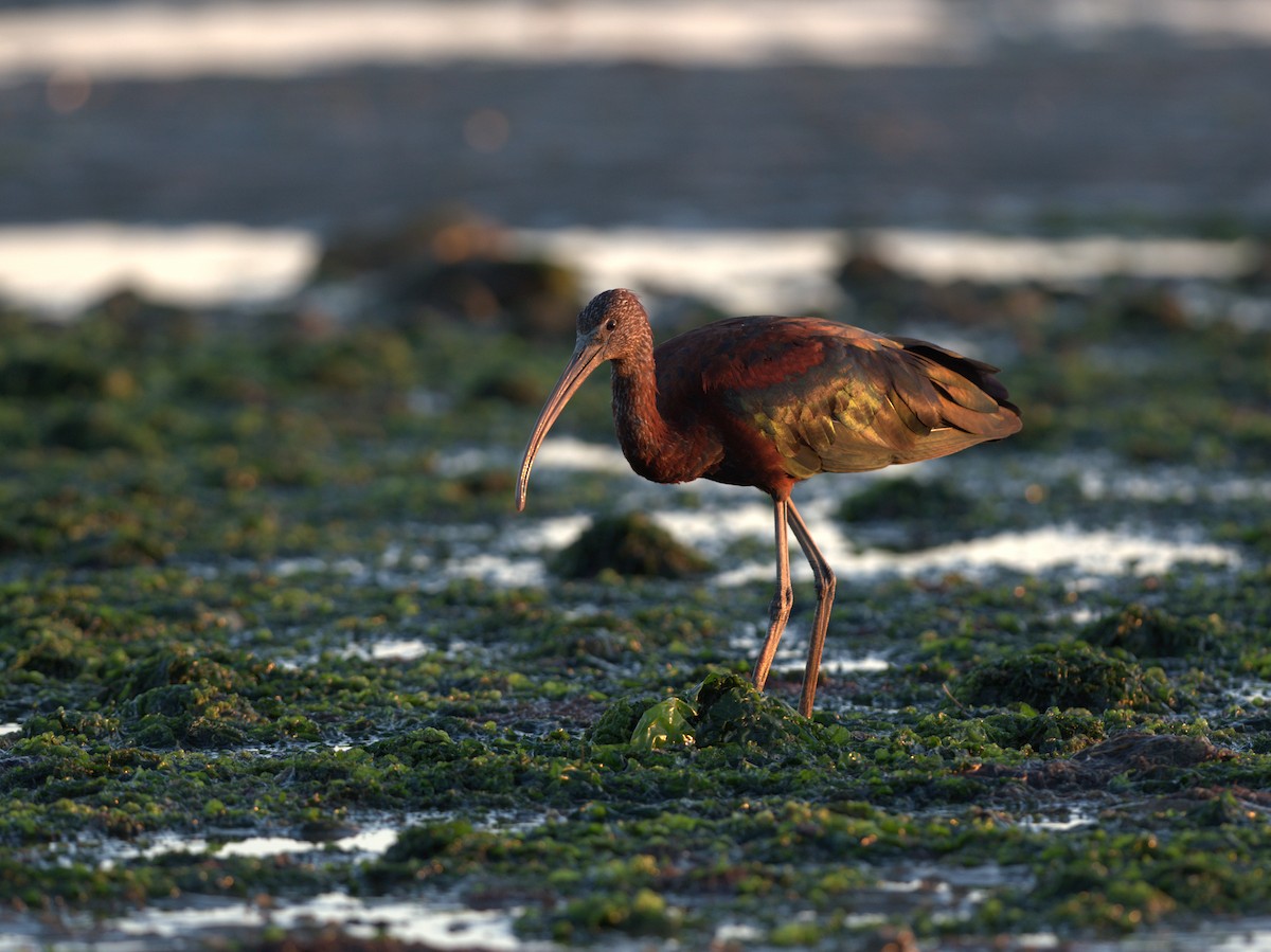 Glossy Ibis - ML640877314