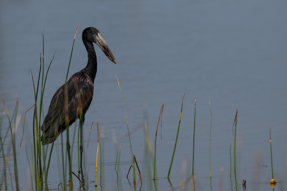 African Openbill - ML640877318