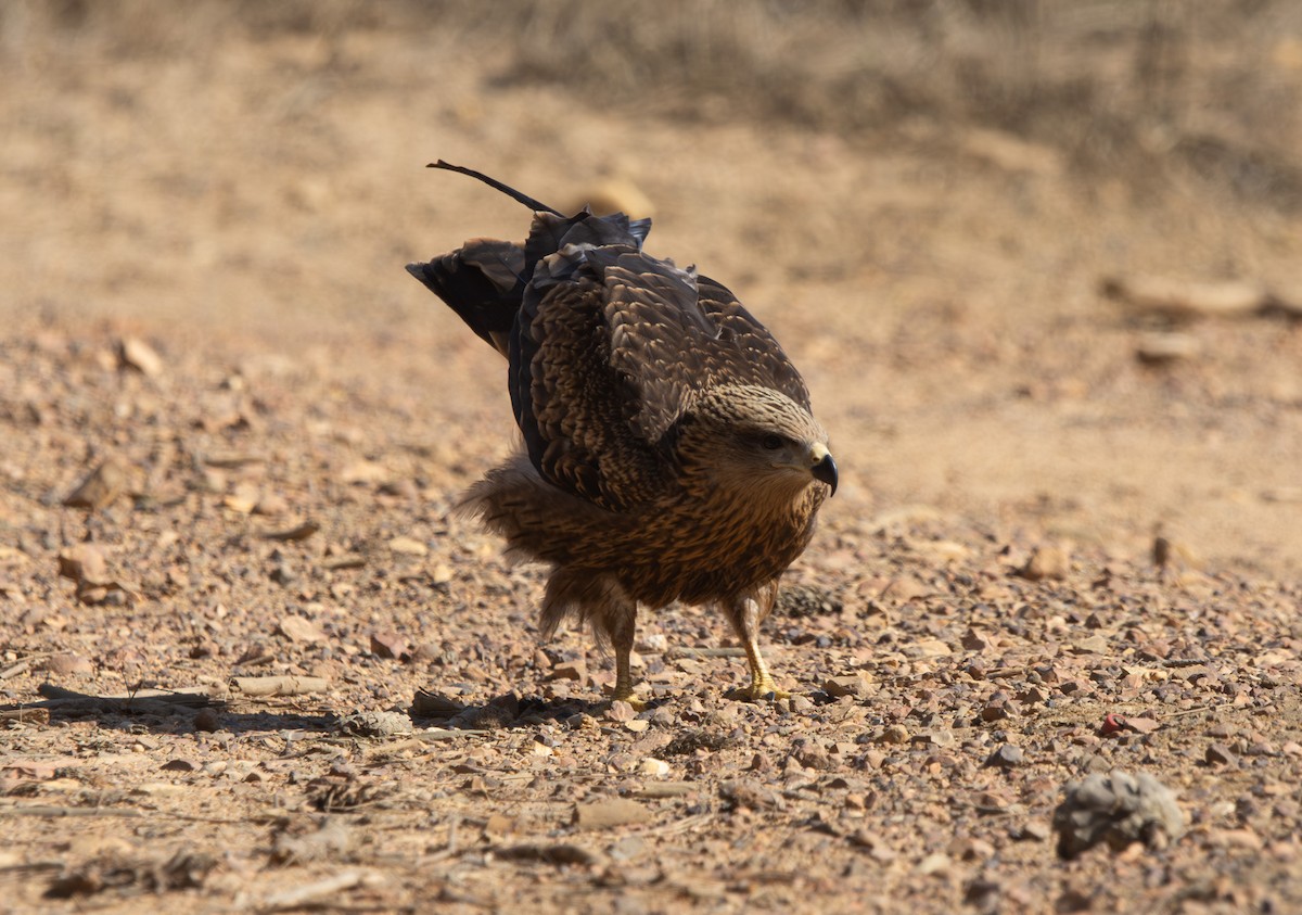 Black Kite - ML640877322