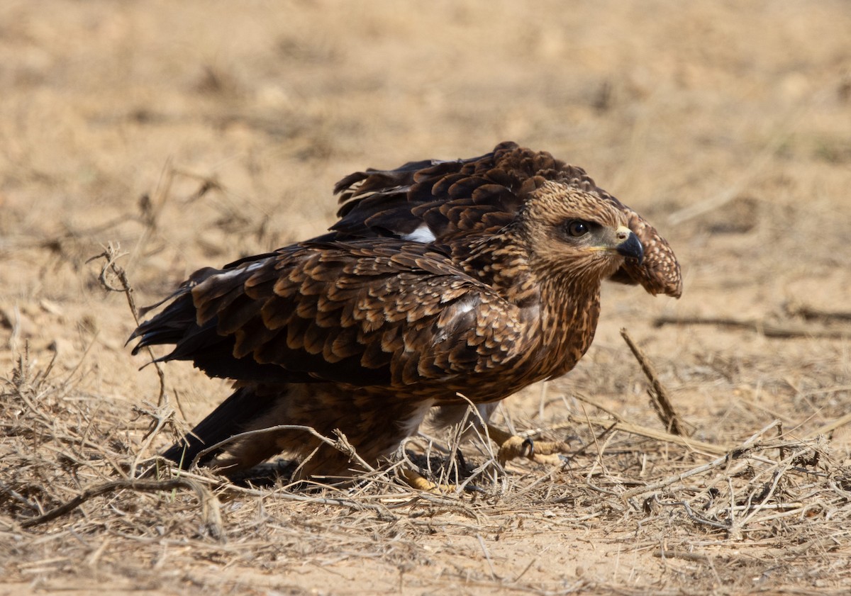 Black Kite - ML640877323
