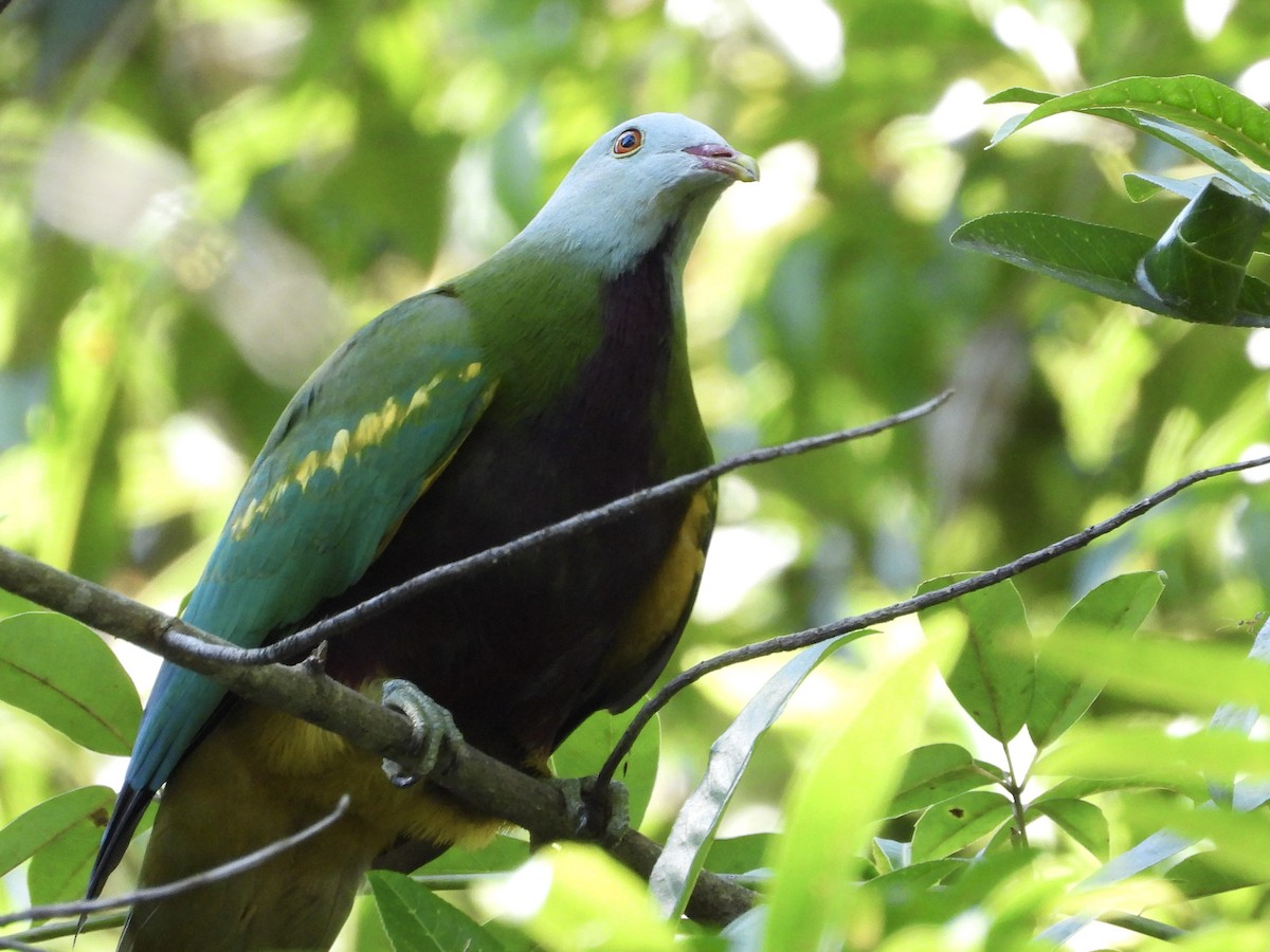 Wompoo Fruit-Dove - ML640877326