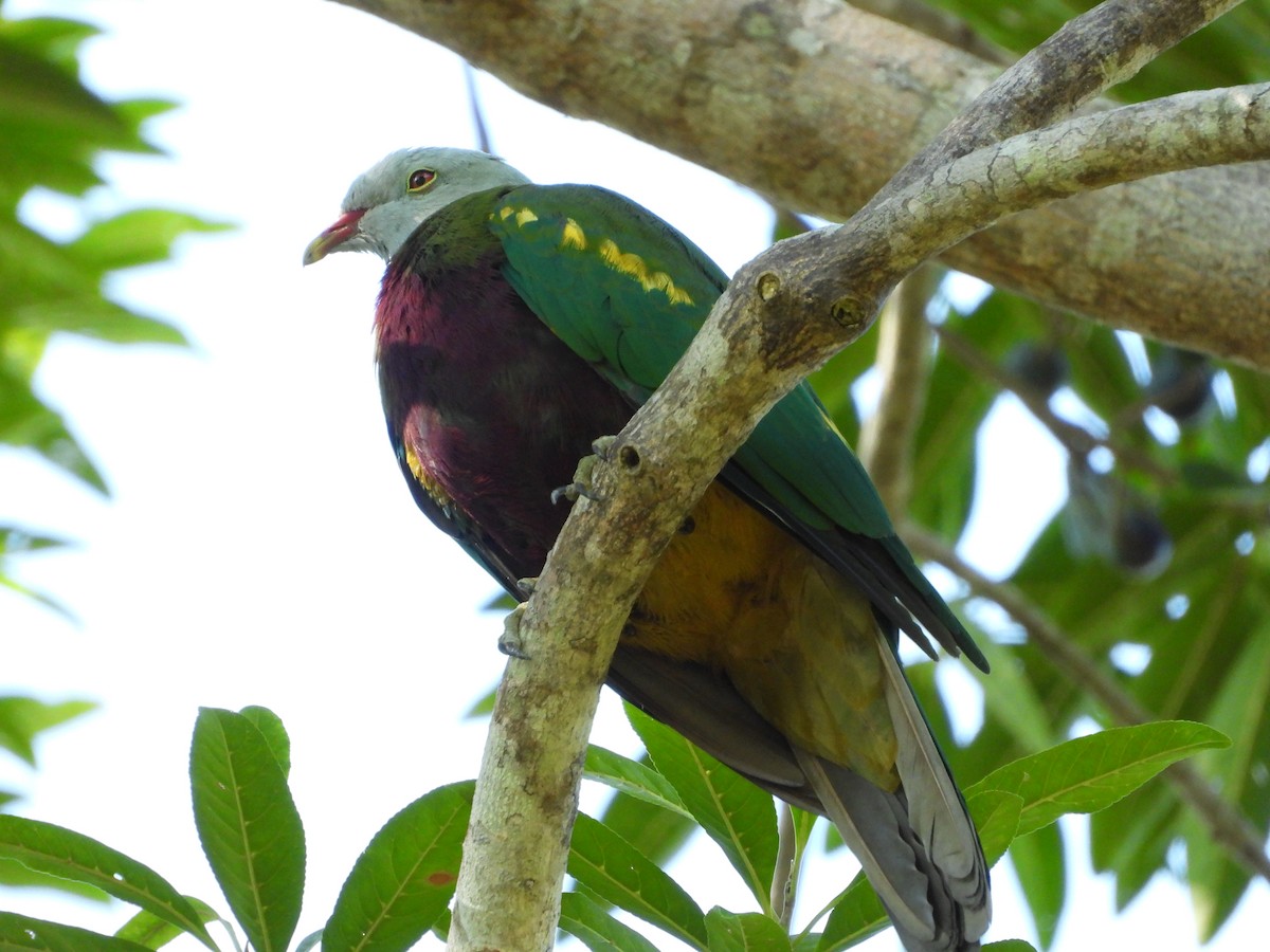 Wompoo Fruit-Dove - ML640877328