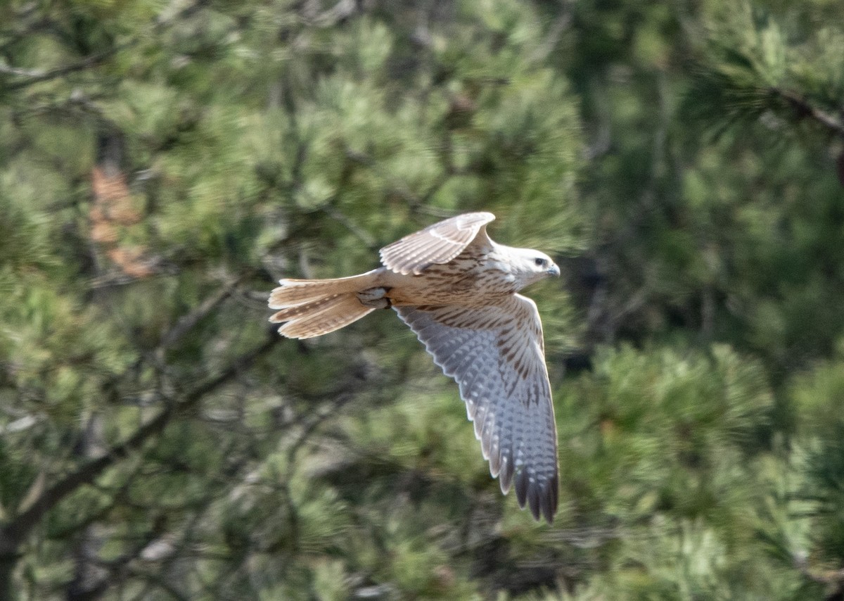 Falco sp. - ML640877329