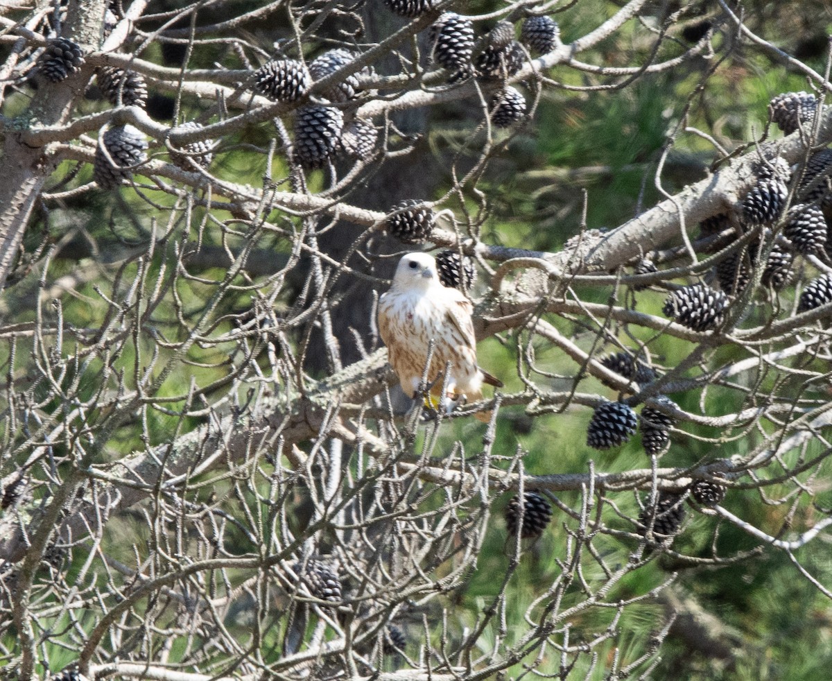 Falco sp. - ML640877330