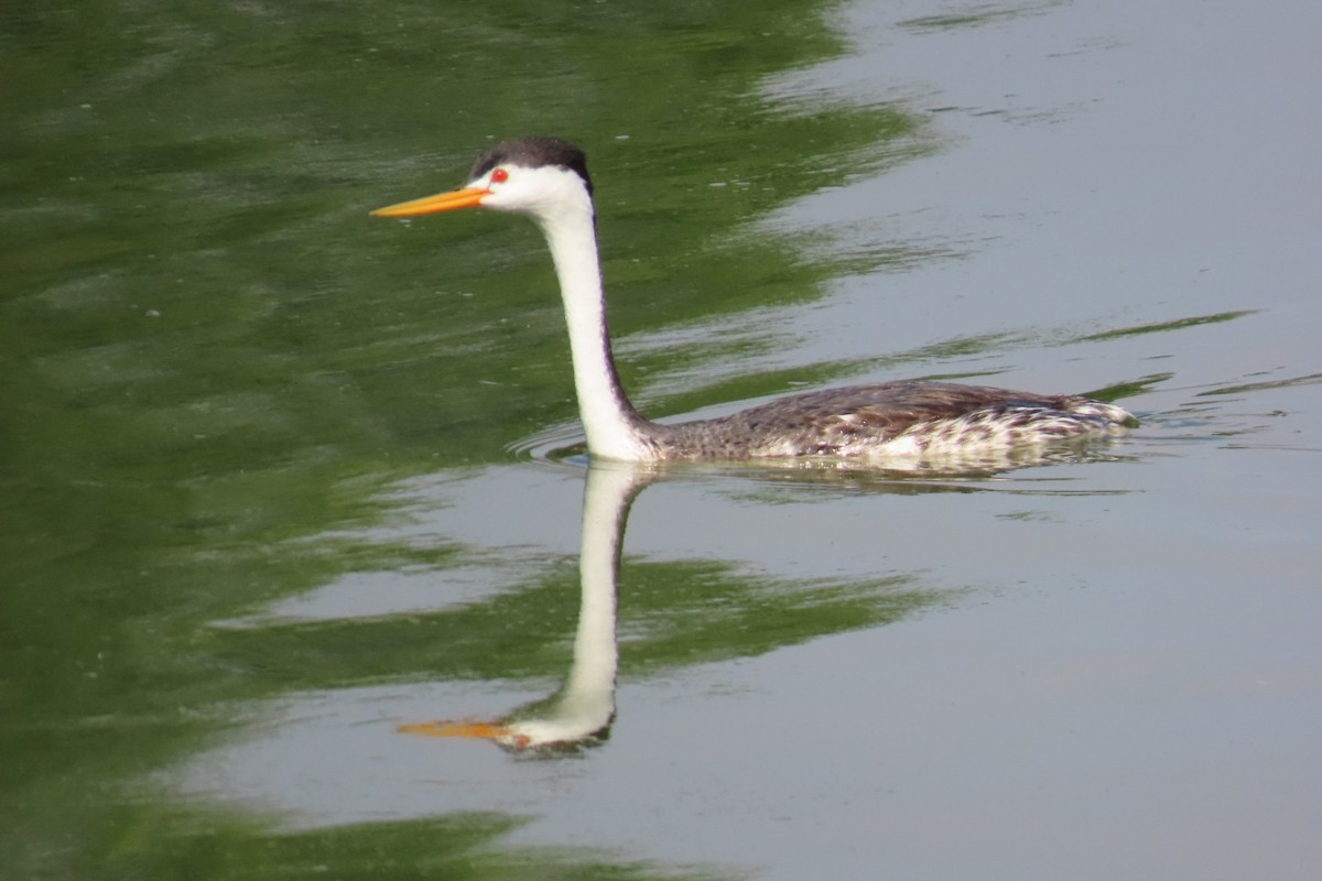 Clark's Grebe - ML640877377
