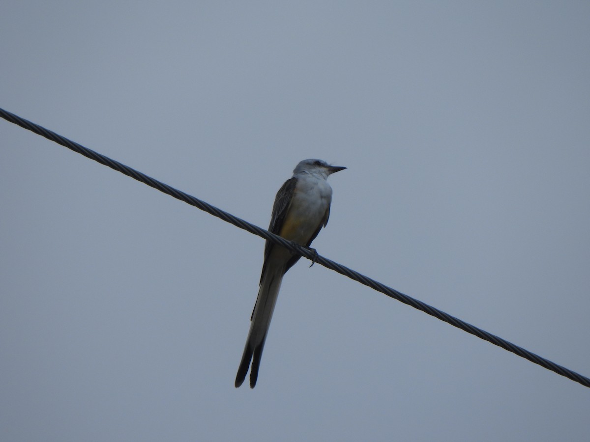 Scissor-tailed Flycatcher - ML640877404