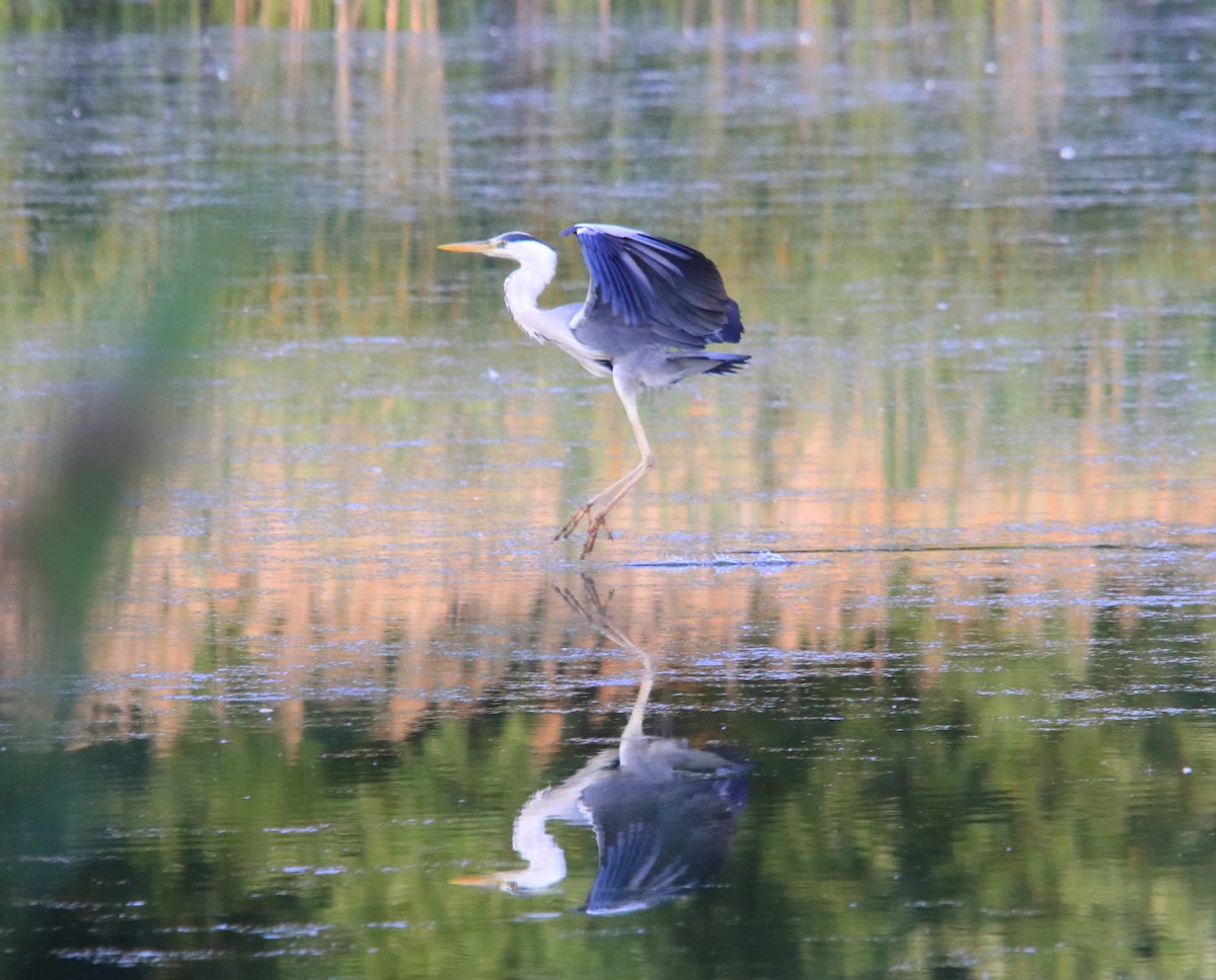 Gray Heron - ML640877437