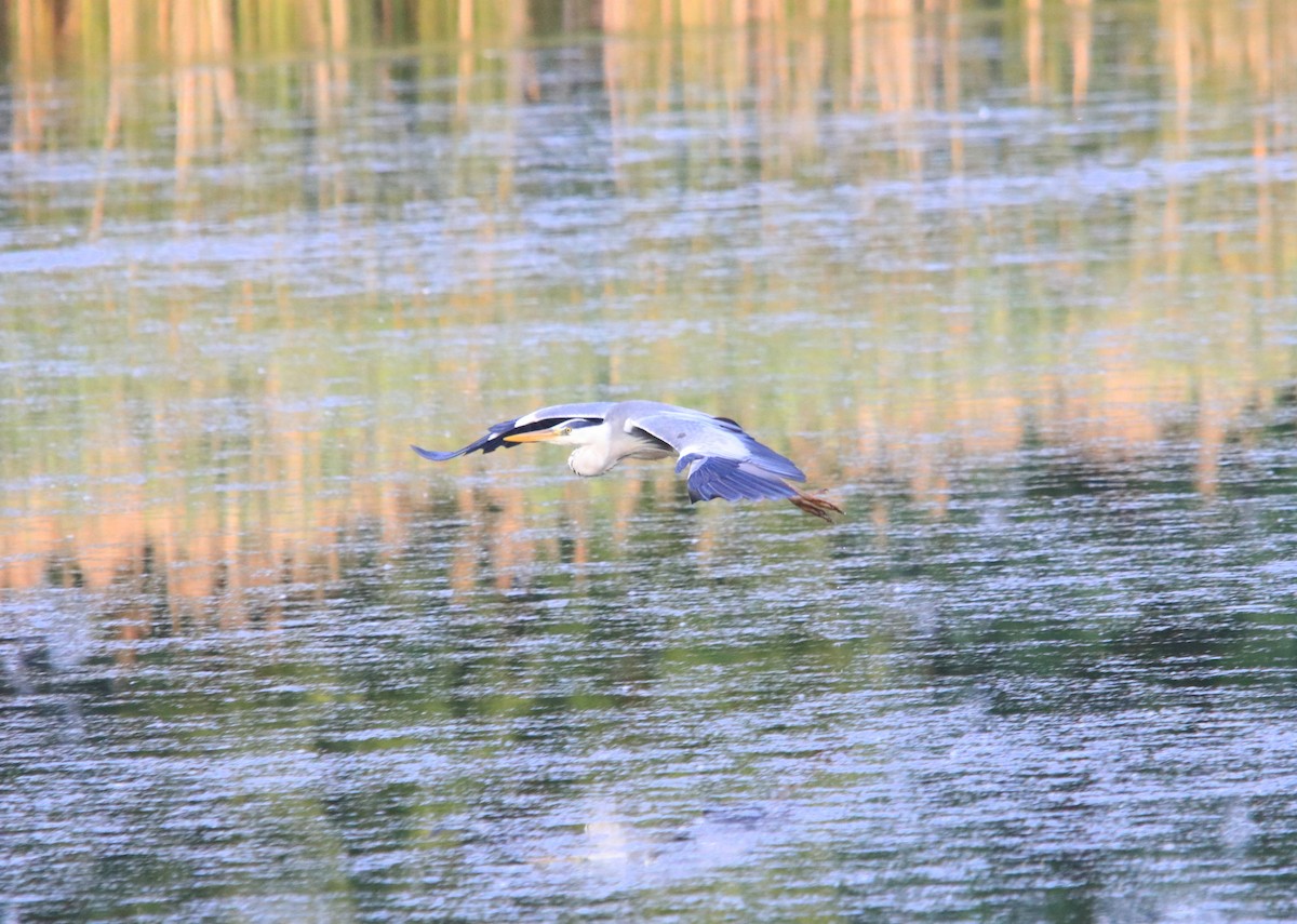 Gray Heron - ML640877438