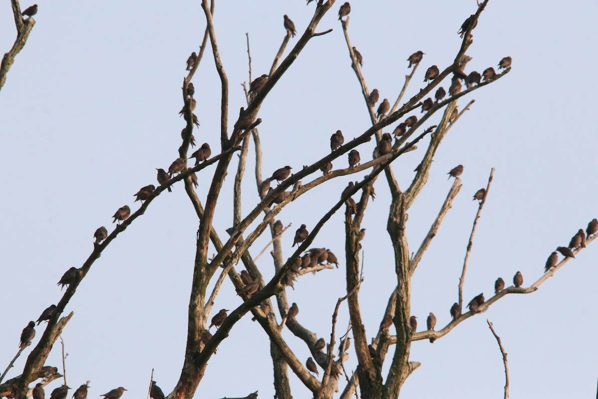 European Starling - ML640877453