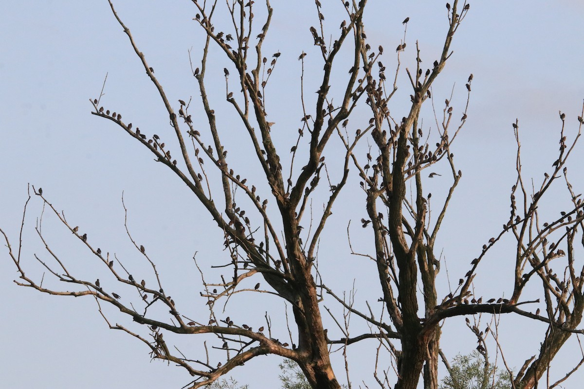 European Starling - ML640877460