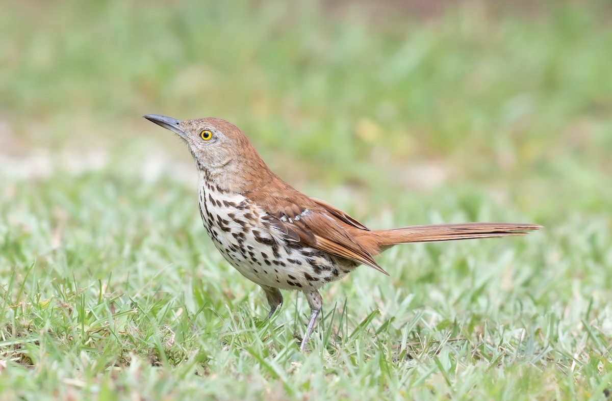 Brown Thrasher - ML640877469