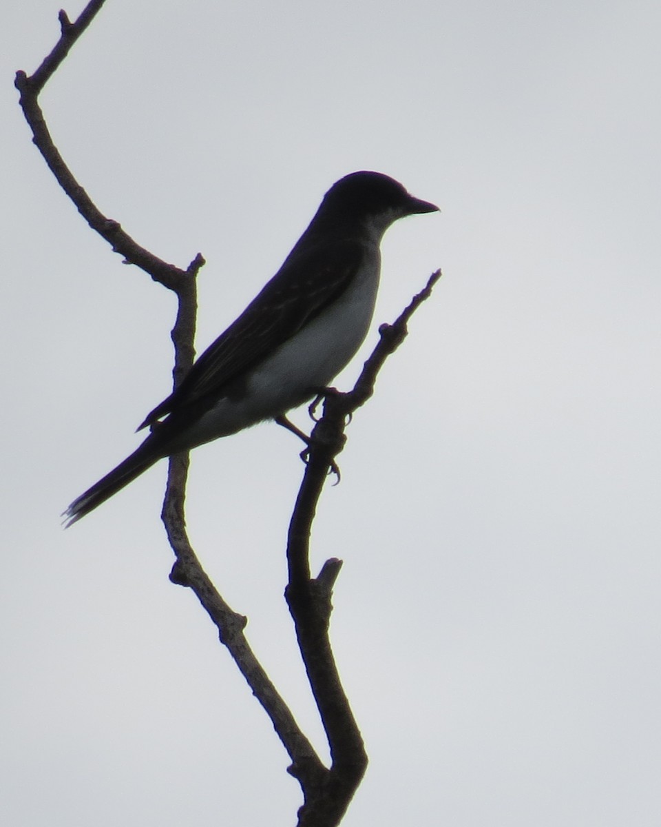 Eastern Kingbird - ML640877489