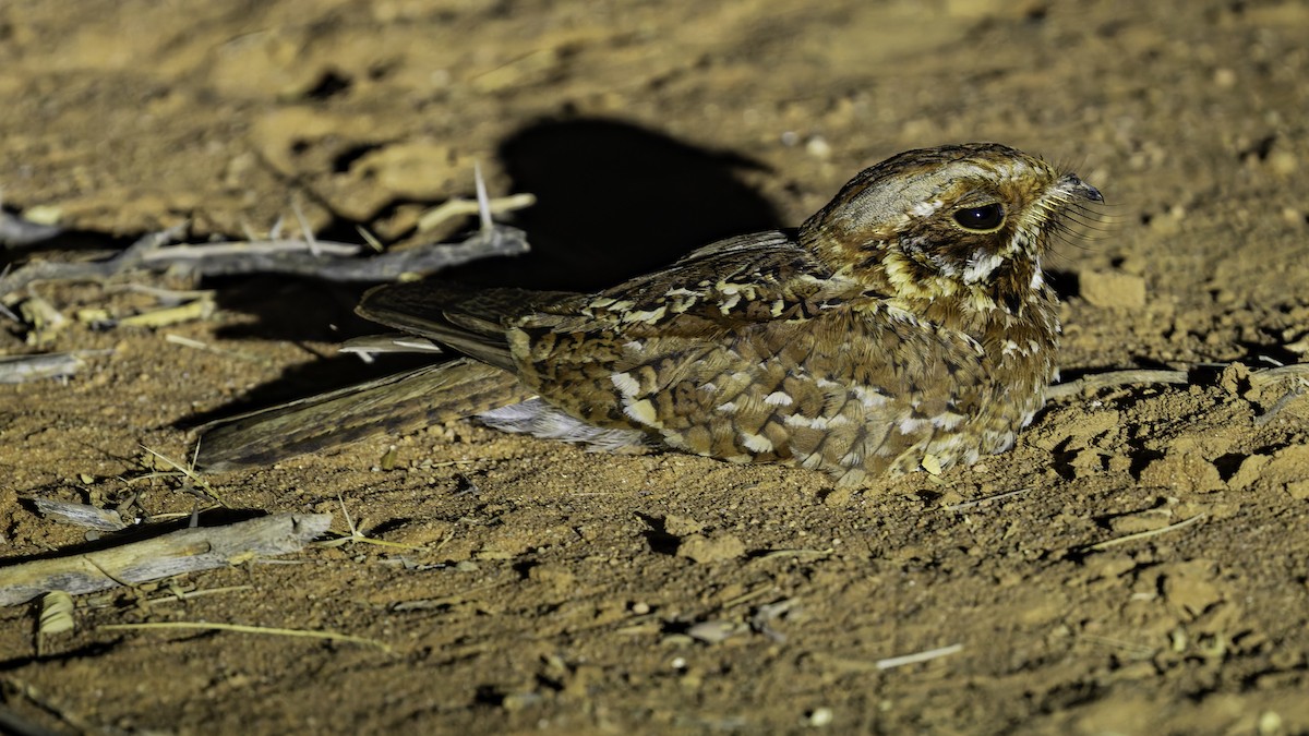 Donaldson Smith's Nightjar - ML640877513