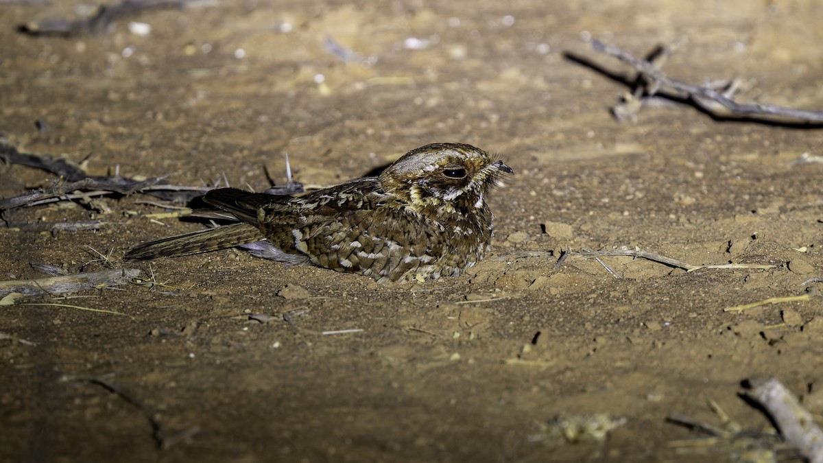 Donaldson Smith's Nightjar - ML640877519